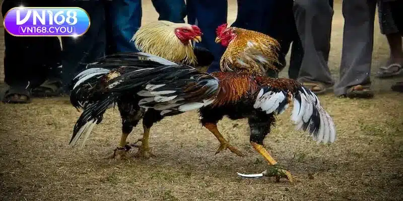 Các phương thức chọi kê được yêu thích hiện nay