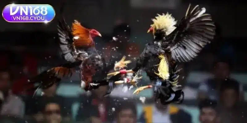 Khái quát chung về trực tiếp đá gà azpro