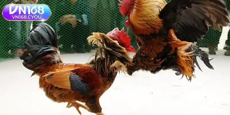 Những lợi thế lớn khi theo dõi trận đấu