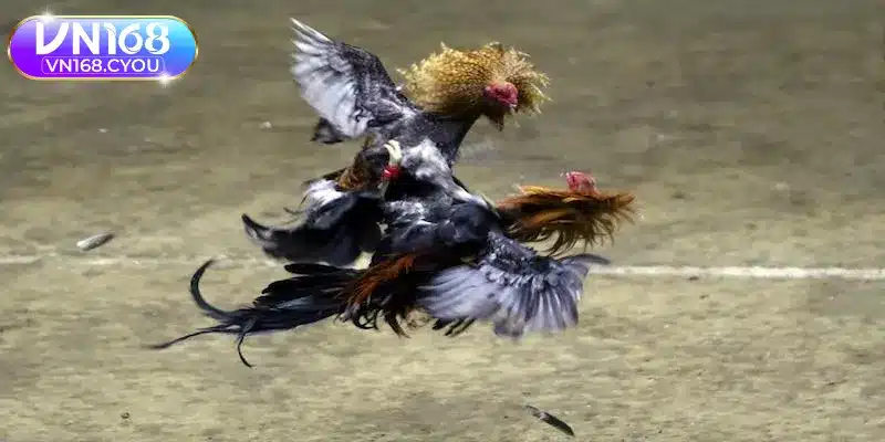 Những thế mạnh vượt trội của loại hình đá gà